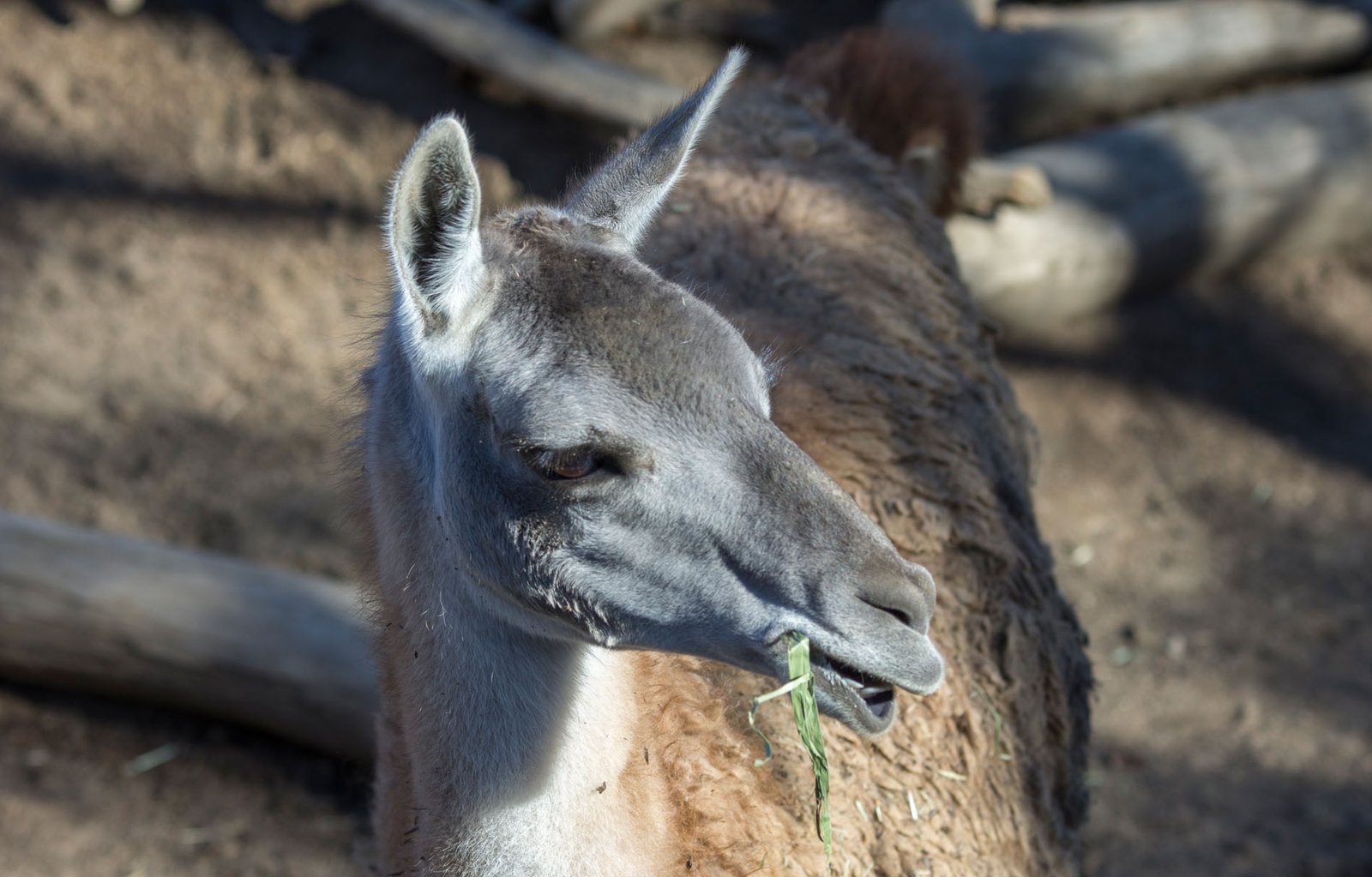 San Diego Zoo Part I 055